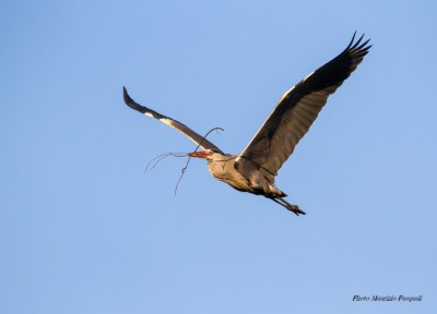 Airone cenerino    